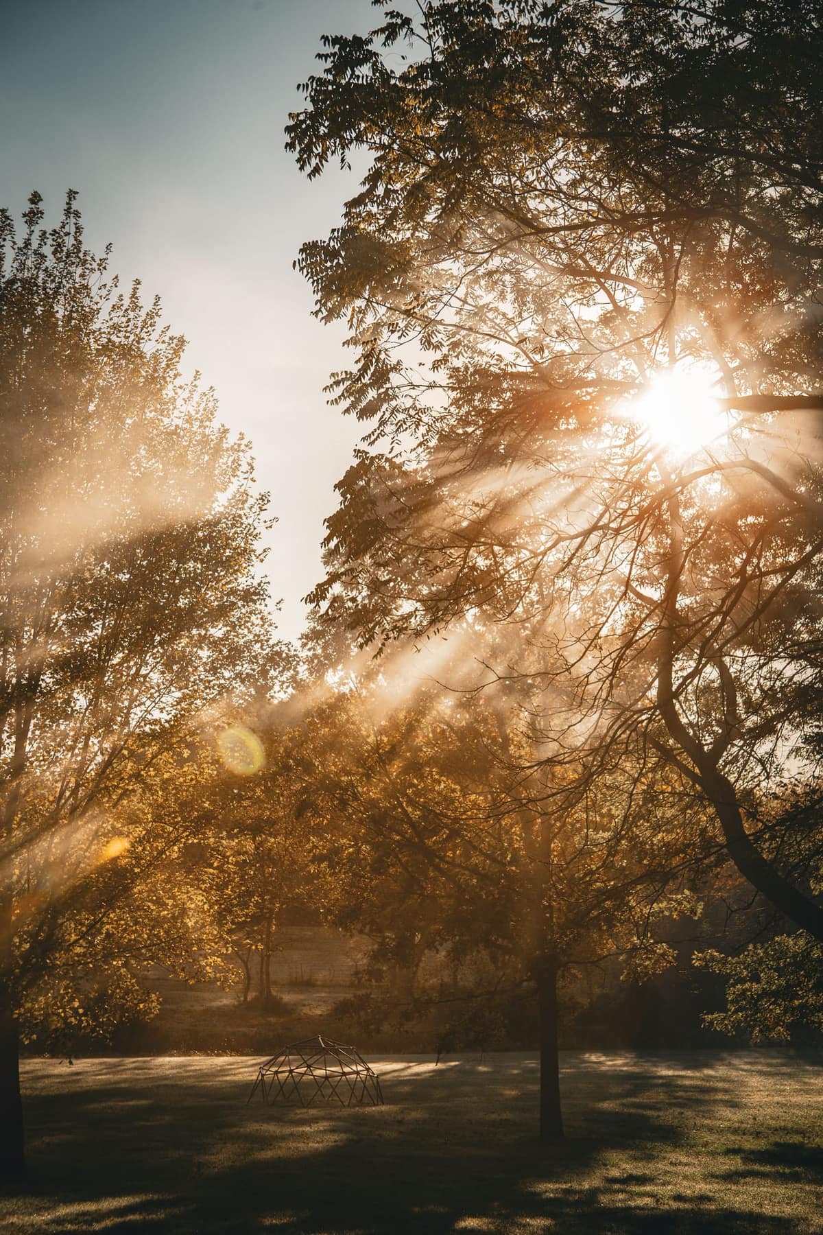 Early morning sun breaking through the branches of a tall tree, light rays raking across a misty park